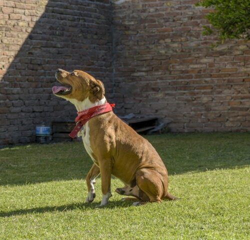_DSC0028 (6) (Pequeño)