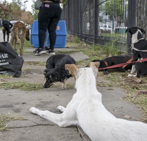 _DSC0122 (Pequeño)