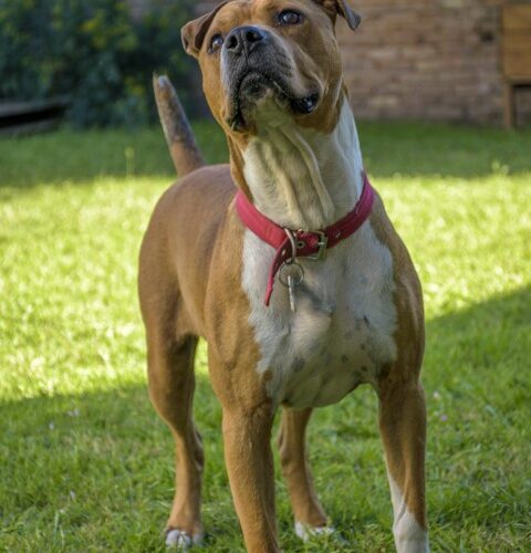 _DSC0362 (Pequeño)