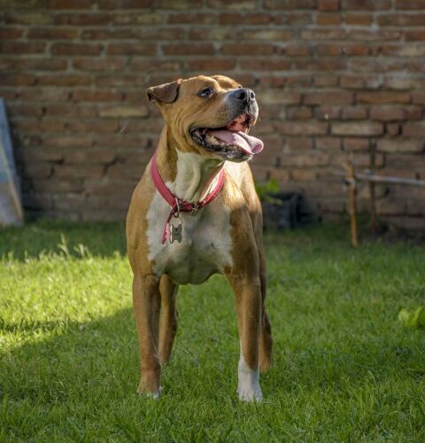 _DSC0376 (Pequeño)