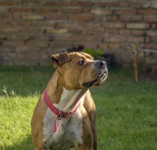 _DSC0377 (Pequeño)