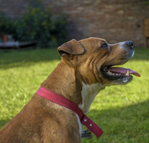 _DSC0388 (Pequeño)