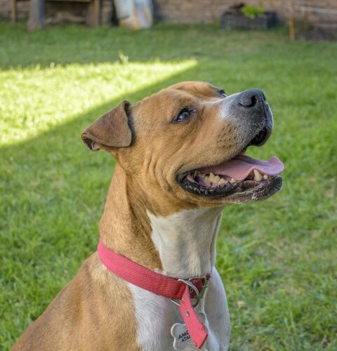 _DSC0438 (Pequeño)