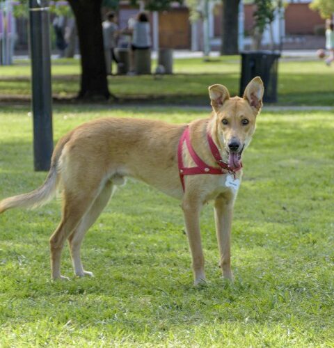 _DSC0836 (Pequeño)
